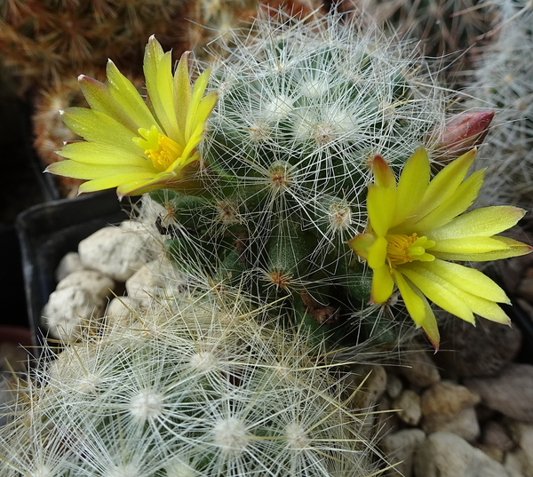 DSC04748Mammillaria baumii