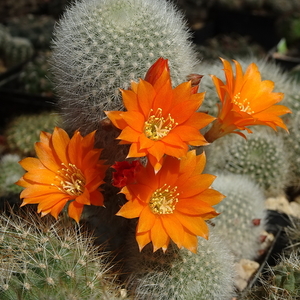 DSC04749Rebutia nivosa