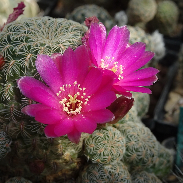 DSC04750Sulcorebutia albissima