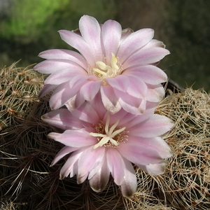 DSC04751Gymnocalycium bruchii