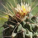 DSC04754Thelocactus rinconensis