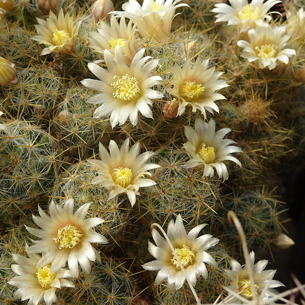 DSC04758Mammillaria prolifera ssp haitiensis