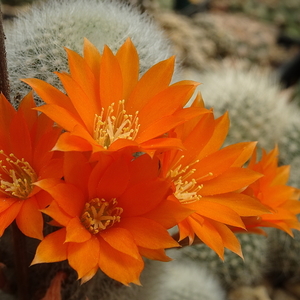 DSC04773Rebutia nivosa