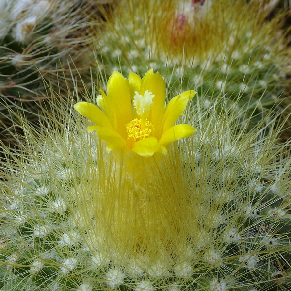 DSC04774Parodia chrysacanthion