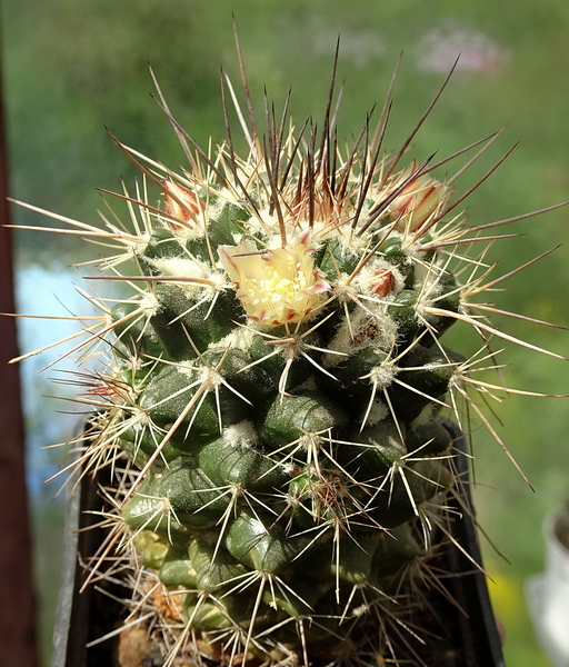 DSC04776Mammillaria voburnensis