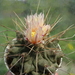DSC04799Thelocactus rinconensis