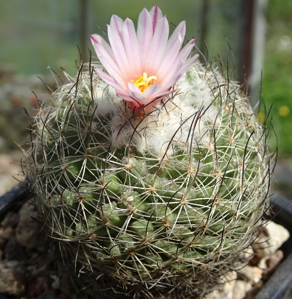 DSC04801Gymnocactus sp. Borbechos