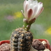 DSC04816Gymnocalycium carolinense LB 1399