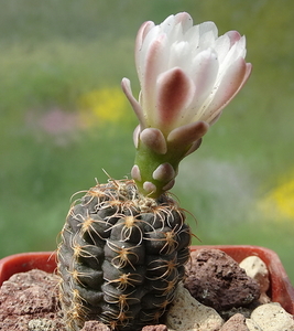 DSC04816Gymnocalycium carolinense LB 1399