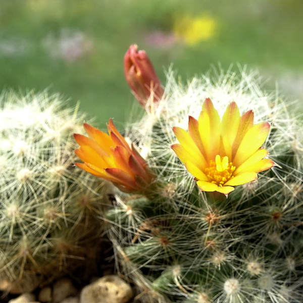 DSC04820Mammillaria boolii