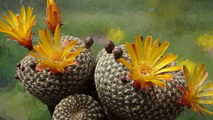 DSC04823Sulcorebutia arenacea HS30