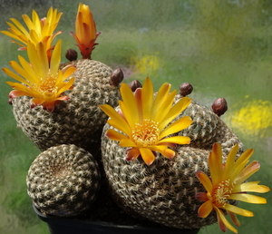 DSC04825Sulcorebutia arenacea HS30