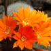 DSC04826Rebutia nivosa