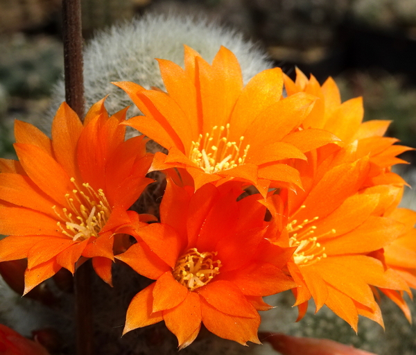 DSC04826Rebutia nivosa