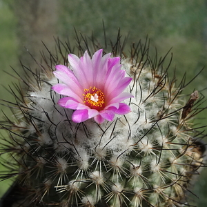 DSC04827Turbinicarpus roseiflorus