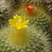 DSC04833Parodia chrysacanthion