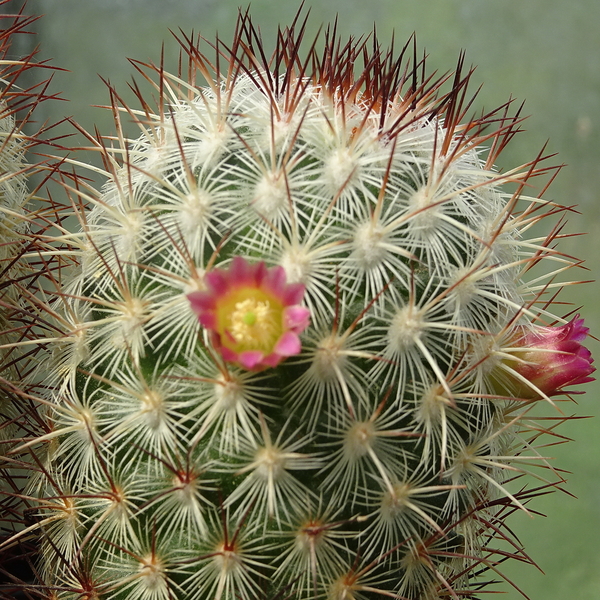 DSC04834Mammillaria microhelia var. microheliopsis