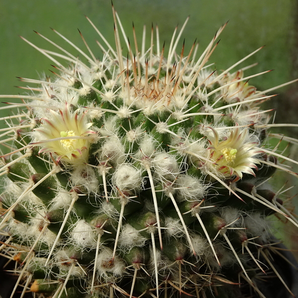 DSC04836Mammillaria karwinskiana ssp. nejapensis