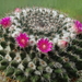 DSC04837Mammillaria woodsii