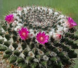 DSC04837Mammillaria woodsii