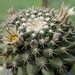 DSC04838Mammillaria heyderi v. hemisphaerica