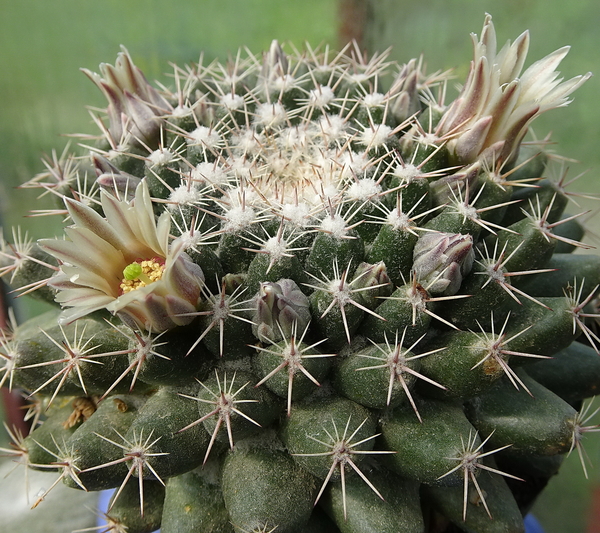 DSC04838Mammillaria heyderi v. hemisphaerica