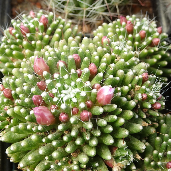 DSC04848Mammillaria painteri monstruosa