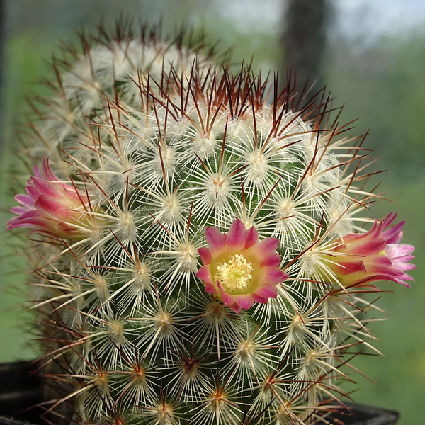 DSC04872Mammillaria microhelia