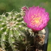 DSC04909Echinocereus pulchellus