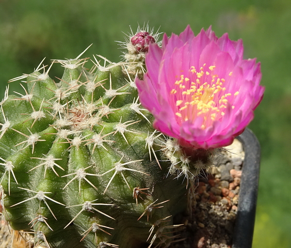 DSC04909Echinocereus pulchellus