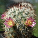 DSC04916Mammillaria microhelia var. microheliopsis