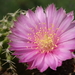 DSC04922Echinocereus pulchellus