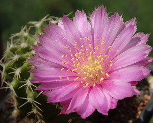 DSC04922Echinocereus pulchellus