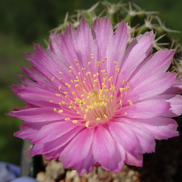 DSC04923Echinocereus pulchellus