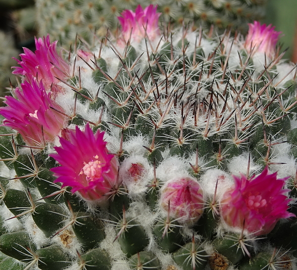 DSC04933Mammillaria woodsii