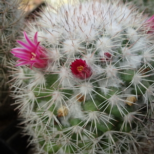 DSC04935Mammillaria evermanniana