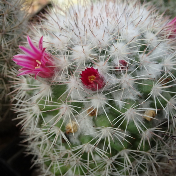 DSC04935Mammillaria evermanniana