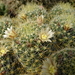 DSC04936Mammillaria crinita ssp. wildii