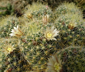 DSC04936Mammillaria crinita ssp. wildii