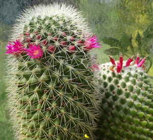 DSC04937Mammillaria backebergiana