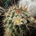 DSC04938Mammillaria karwinskiana ssp. nejapensis