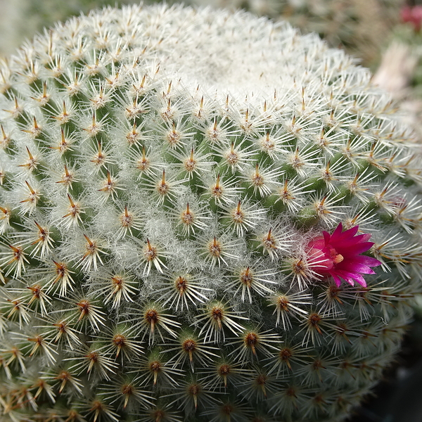 DSC04939Mammillaria haageana