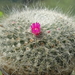 DSC04943Mammillaria hahniana