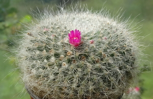 DSC04943Mammillaria hahniana