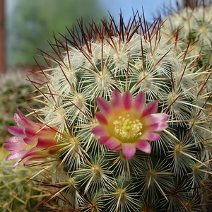 DSC04973Mammillaria microhelia