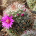 DSC04997Mammillaria zeilmanniana