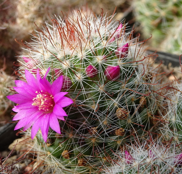 DSC04997Mammillaria zeilmanniana