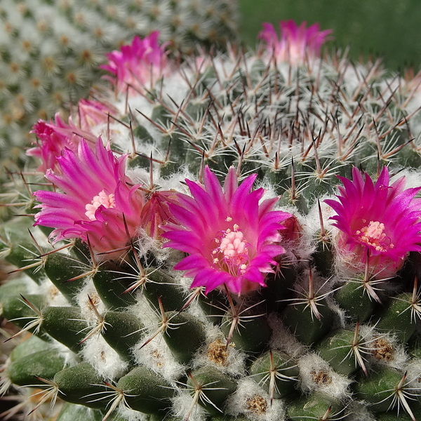 DSC04996Mammillaria woodsii