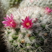 DSC04998Mammillaria evermanniana