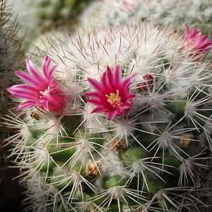 DSC04998Mammillaria evermanniana